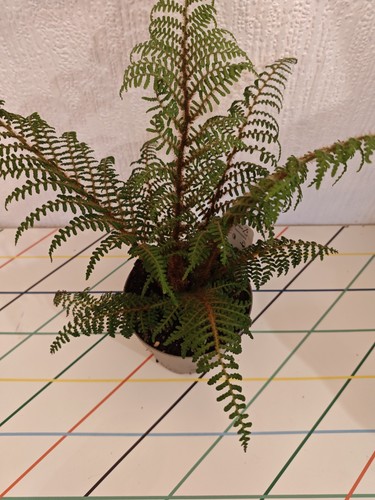 Cyathea tomentosissima - cyathea,