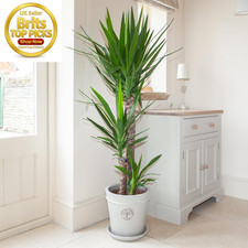 Large yucca plant 1 4m - large,