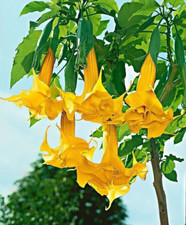 Angel’s trumpet Brugmansia arborea double yellow 20 seeds +FREE PLANT LABEL