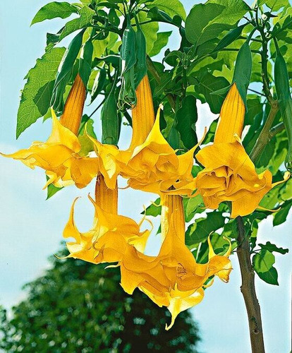 Angel trumpet brugmansia - angel’s,