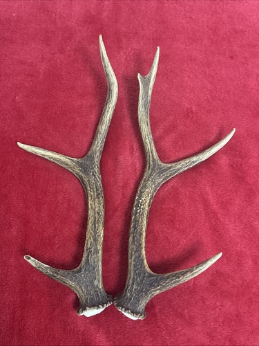 Pair sika deer antlers - sika,