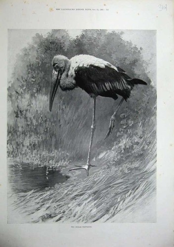 Original old antique - antique, print