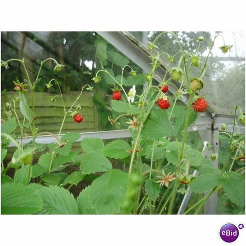Organic alpine wild - organic,