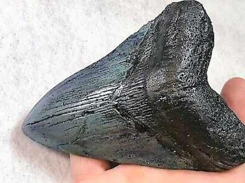Inch real megalodon - real,