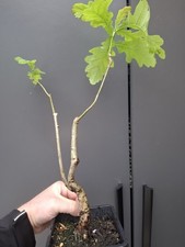 Oak bonsai tree - bonsai,