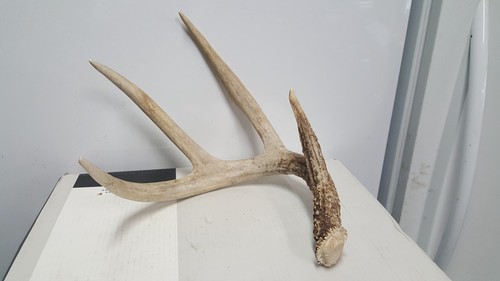 Big pt whitetail deer - 64-5", 4
