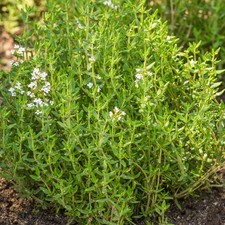 Thyme common plant - thyme,