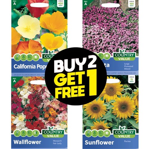 Flower seeds sweet william - seeds,