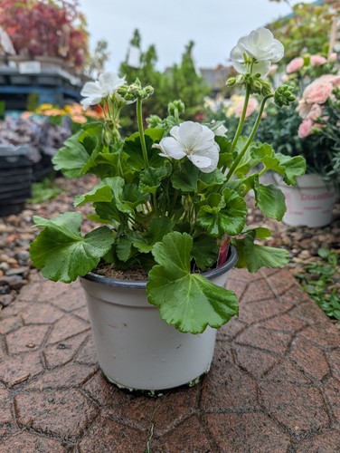 White geranium plants in - 3,