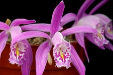 Pleione praecox 'Thai form' -