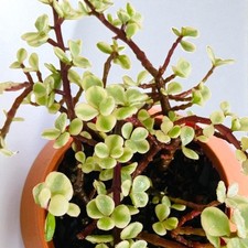 Crassula Afra Variegata in