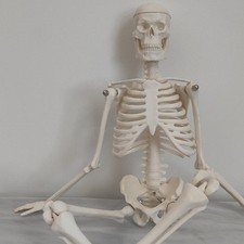  Human Skeleton Model Menschliches Skelett Modell Skeletal Anatomy