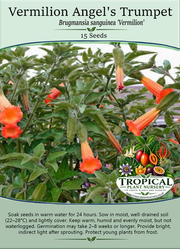 Vermilion angels trumpet - vermilion,