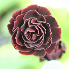 Primula auricula little - auricula,