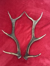 PAIR OF RED DEER ANTLERS 610g