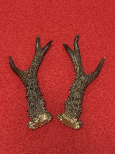 Pair roe deer antlers - pair, 209g