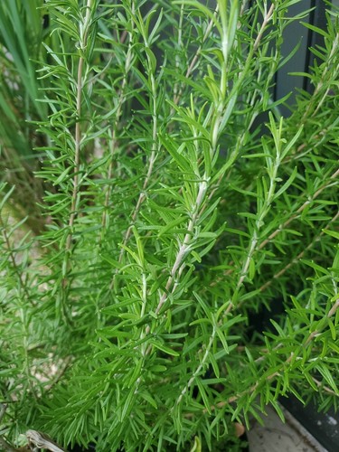 Rosemary cuttings live herb - 2,