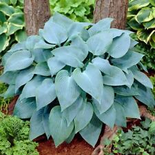 Hosta Giant Blue Sieboldiana - XXL Large 3Lt Pot Flowering Herbaceous Perennial