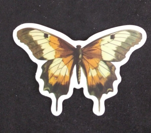 Beautiful monarch butterfly - monarch,