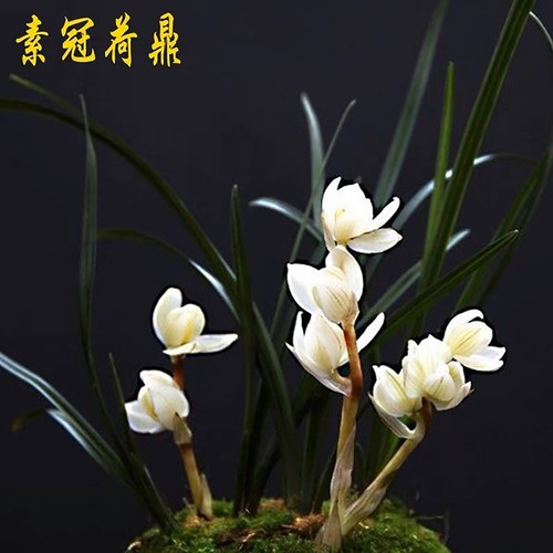 Cymbidium tortisepalum