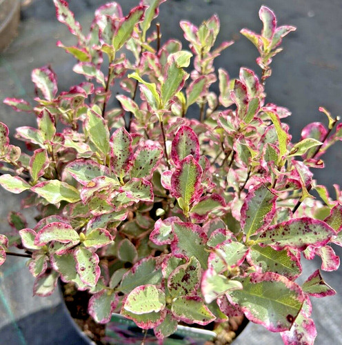 Pittosporum tenuifolium - ,
