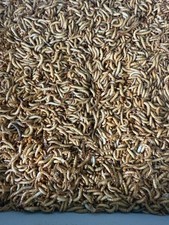 Nutritious Live Mealworms