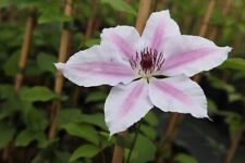 Clematis 'Nelly Moser' - Pink