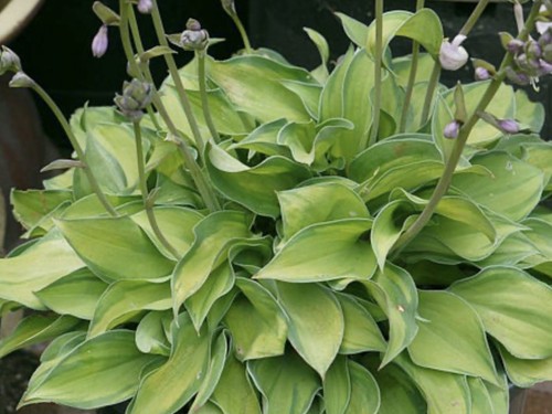 Hosta tick tock pot - hosta,