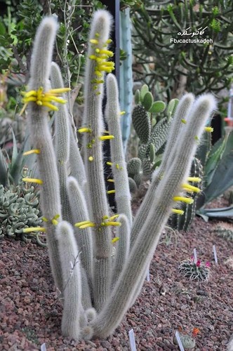 Rare cleistocactus ritteri - rare,,