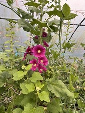 hollyhock plants Pot Grown X