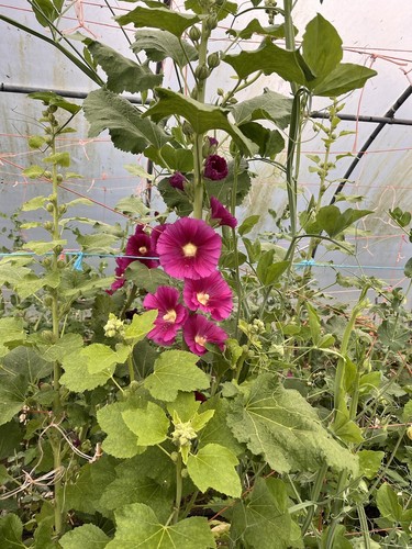 Hollyhock plant pot grown - 3x,