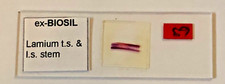 Ex-Biosil Microscope Specimen Slide #1 - "Lamin TS & IS Stem"