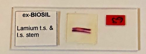Biosil microscope specimen - microscope,