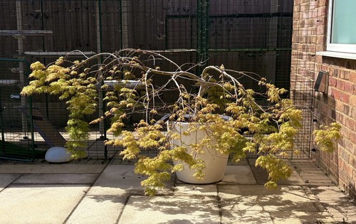 Japanese maple acer - japanese,
