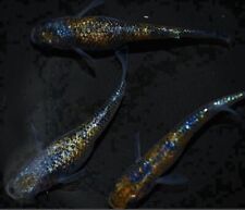 Sakuramachi and Fanta Eggs killifish