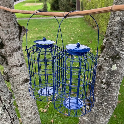 Hanging squirrel proof suet - squirrel,