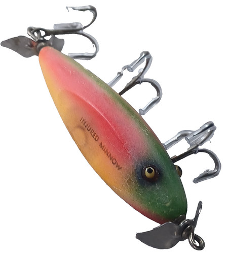 Creek chub injured minnow - injured,