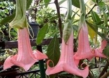Brugmansia Esmeraldes rooted plant
