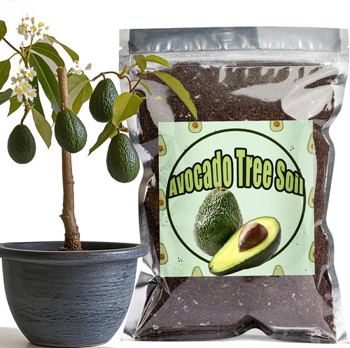 Organic avocado tree - tree, mix