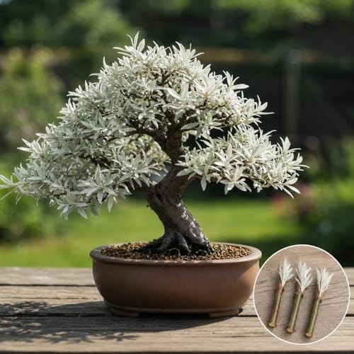 Live dwarf white - dwarf, willow