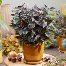 Dogwood Nightfall, Cornus