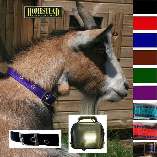 Traditional goat collar buckle - traditional,
