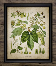 Hops Plant Print, Vintage Leaf
