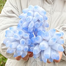 2.77LB Museum grade Blue Limestone Flower - Collectors' Works