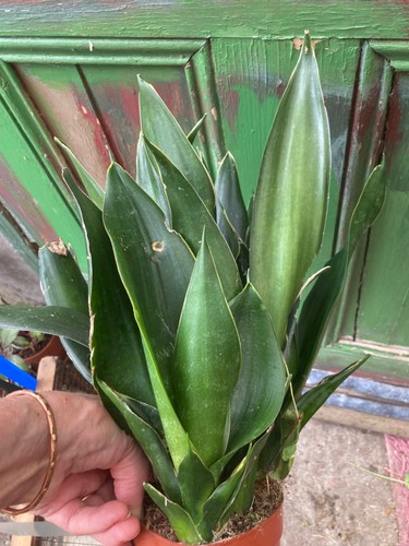 Large sansevieria cream - large,