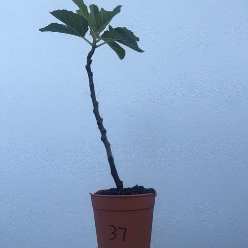 Italian fig tree plant - italian, plant,
