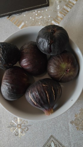 Freshly cut fig tree - cut,