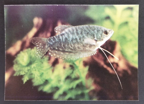Blue gourami 1990 - blue,
