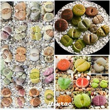 10 seeds of LITHOPS MIX living stones