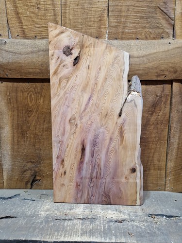 Live edge yew slab - yew,